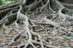 Biljke "pričaju" pomoću korijena - razlog je zadivljujući!