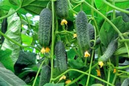 Uzgoj kornišona u Srbiji jedna je od najprofitabilnijih djelatnosti u poljoprivredi