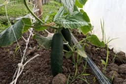 Ovom otopinom zalijevajte krastavce, rodiće duplo više