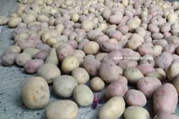 Zašto 50 odsto krompira završi u smeću