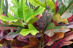 Biljke koje će oplemeniti svaki dom