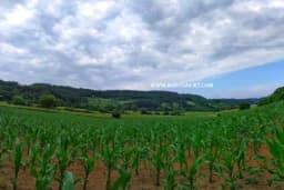 Na šta obratiti pažnju prilikom izbora hibrida kukuruza?