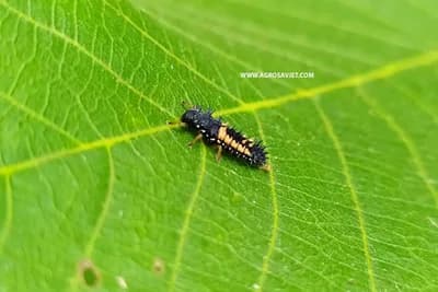 Kako da prepoznate koji insekti vam napadaju biljke?