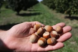 Podizanje zasada lješnika upola jeftinije nego jabuke i kruške