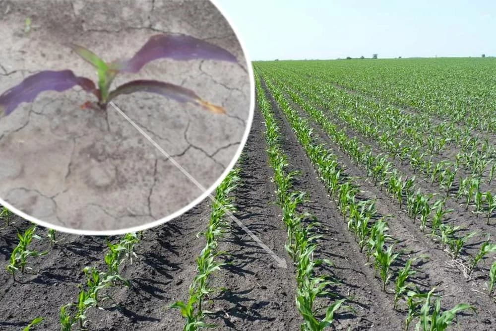 Zaostajanje u rastu i razvoju kukuruza usled vremenskih prilika
