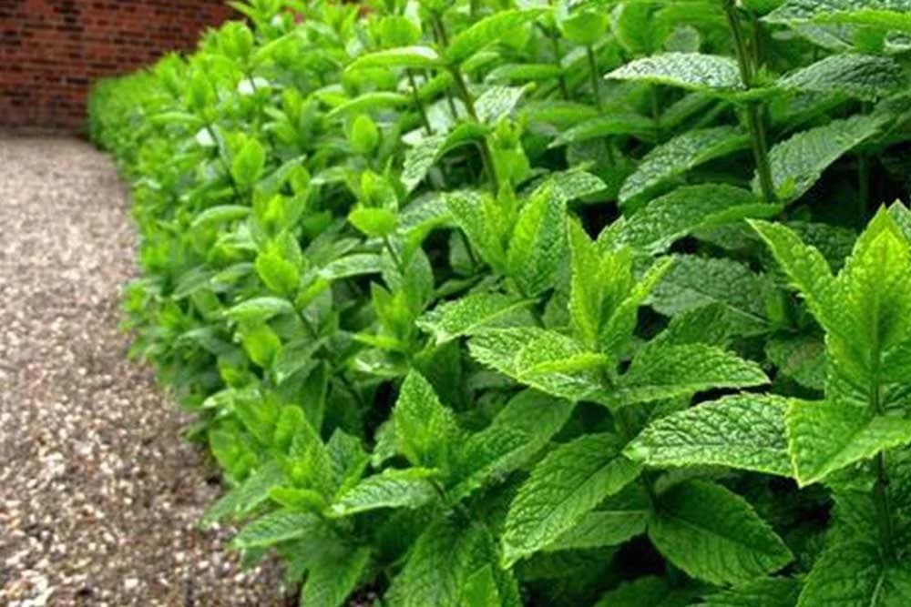 NANA - MENTA