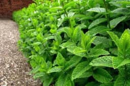 Posadite ovu biljku u dvorištu ili na terasi i otjeraćete dosadne bube