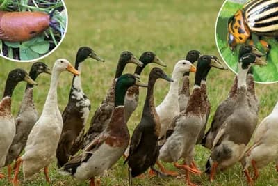 Patka umjesto pesticida - Riješite se puževa i krompiovih zlatica!
