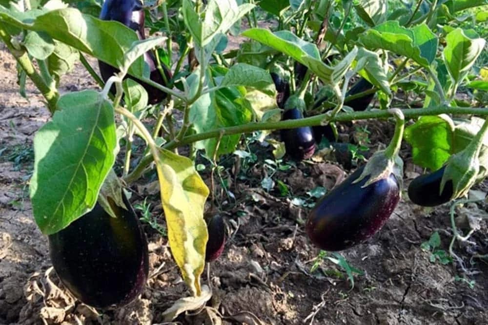 Patlidžan - Uzgoj i njega