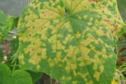 Plamenjača KRASTAVCA - Pričinjava ogromne štete!