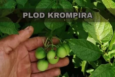 Plod KROMPIRA - bobica slična paradajzu!