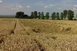 Velike padavine dovele do polijeganja ozimih usjeva?