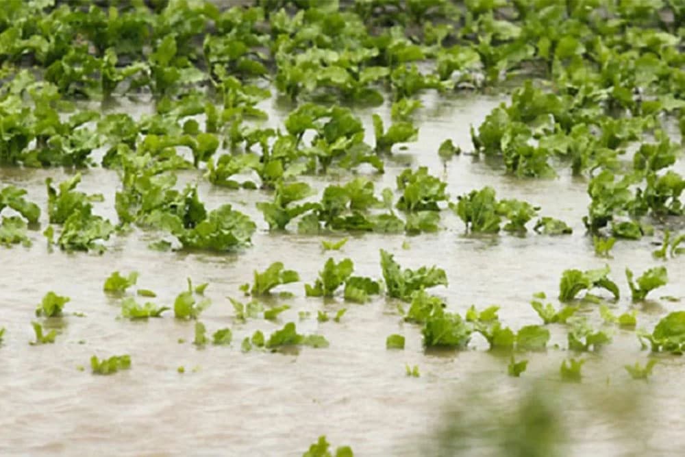 Popravak štete na travnjaku i u bašti poslije obilnih kiša
