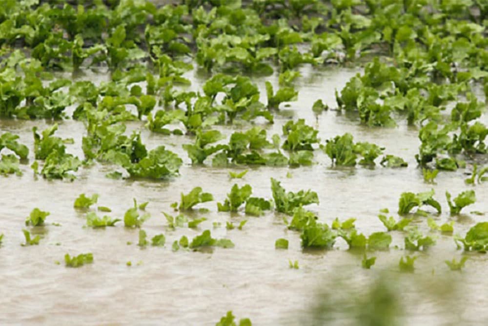 Popravak štete na travnjaku i u bašti poslije obilnih kiša