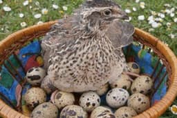 Zašto su dobra PREPELIČJA jaja?