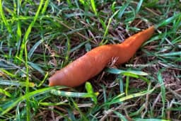 Borba s puževima u organskoj proizvodnji povrća