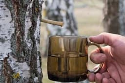 Čudotvorni sok od breze