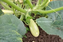 Sadnja i uzgoj TIKVICA na otvorenom (u bašti): Obilje hrane bez puno muke