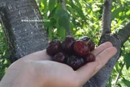 Da li je AŠLAMA samo jedan od naziva ili je ipak vrsta TREŠNJE