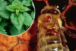 Iskoristite koprivu za suzbijanje Varoe u pčelinjaku