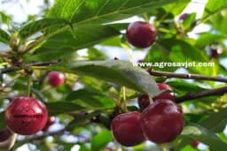 Očistite višnje i trešnje od koštica na jednostavan način!