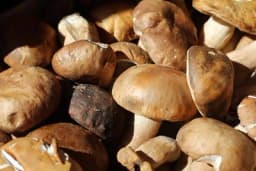 Najtraženiji vrganj i lisičarka - Sakupljači u prosjeku zarade više od prosječne plate mjesečno