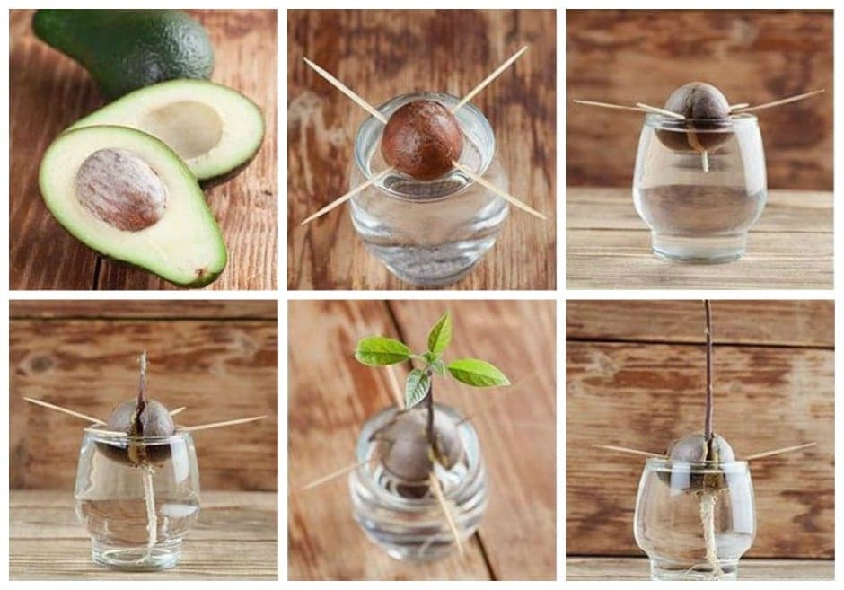 Uzgoj avokada u kući