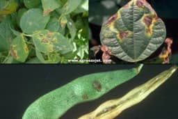 Bakterijska plamenjača pasulja: Zaštite vaš pasulj od ove opasne bolesti