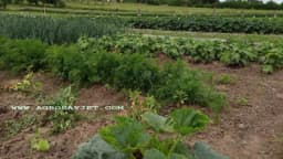 Kako najbolje obraditi zemlju za baštu