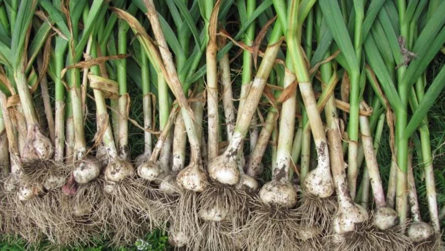 Vađenje bijelog luka