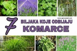 Biljke od kojih KOMARCI bježe i ne vraćaju se!