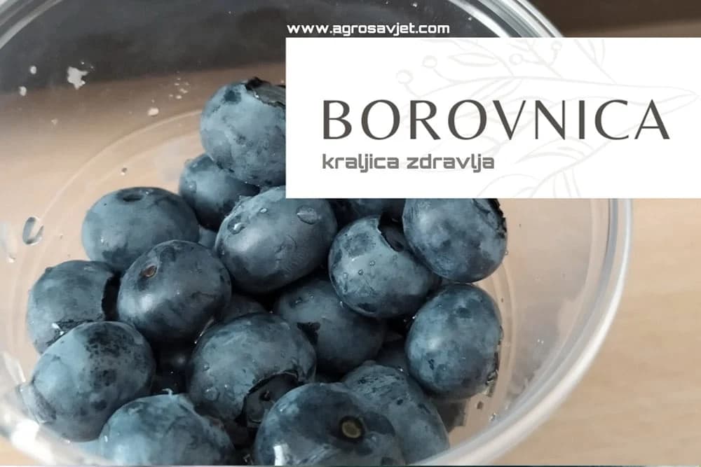 borovnica biljka za sve