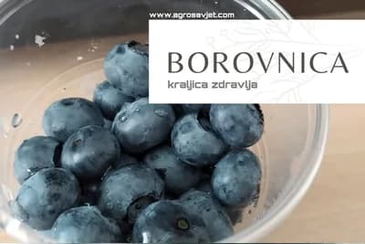 Borovnica - kraljica zdravlja