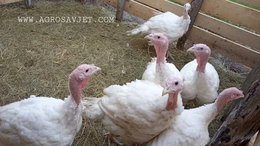 Izbor domaće ćurke - Upoznajte različite vrste i njihove namjene