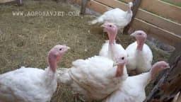 Izbor domaće ćurke - Upoznajte različite vrste i njihove namjene