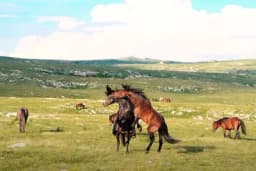 Divlji konji u Livnu | Da li je ovo najveća turistička atrakcija Bosne i Hercegovine?