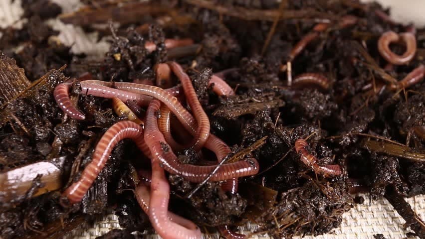 Kalifornijske gliste