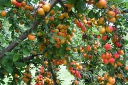 Kako sprovesti ĐUBRENJE KAJSIJE za dobar rod