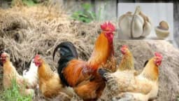 Povećajte nosivost jaja kod vaših koka - Hranite ih bijelim lukom!