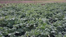 Vrijeme je da zaštitite usjeve krompira od moljca, plamenjače i crne pjegavosti