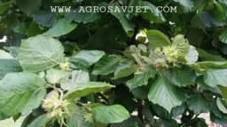 Priprema zemljišta za uspješnu sadnju lješnika