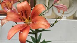 Jesenja sadnja LJILJANA daće jaču biljku i krupnije cvjetove na proljeće