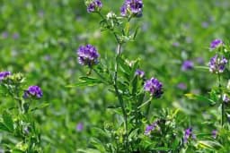 Lucerka i njen značaj u ishrani domaćih životinja