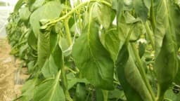 Zeleno uvenuće paprike: Kako spriječiti ovu bolest