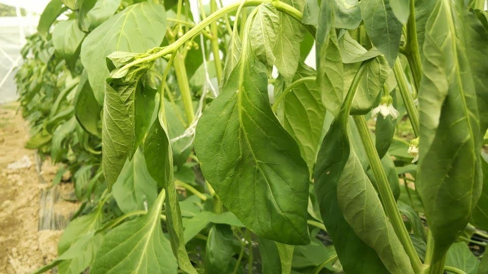 Zeleno uvenuće paprike: Kako spriječiti ovu bolest