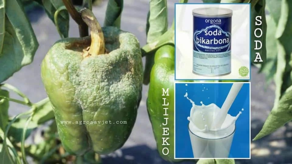 Plamenjača paprike - organska zaštita