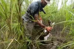 Kako izgleda borba čovjeka i pitona dugog pet metara /VIDEO/