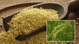 PROSO - Žitarica broj jedan!