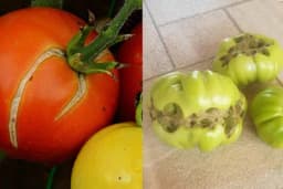 Zašto dolazi do deformacije plodova paradajza?