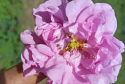 Sadite ruže u jesen: Jednostavni koraci do savršenog ružičnjaka!